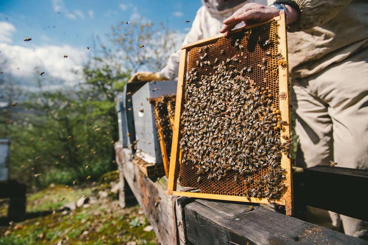 Introduction plaques ruches en verger